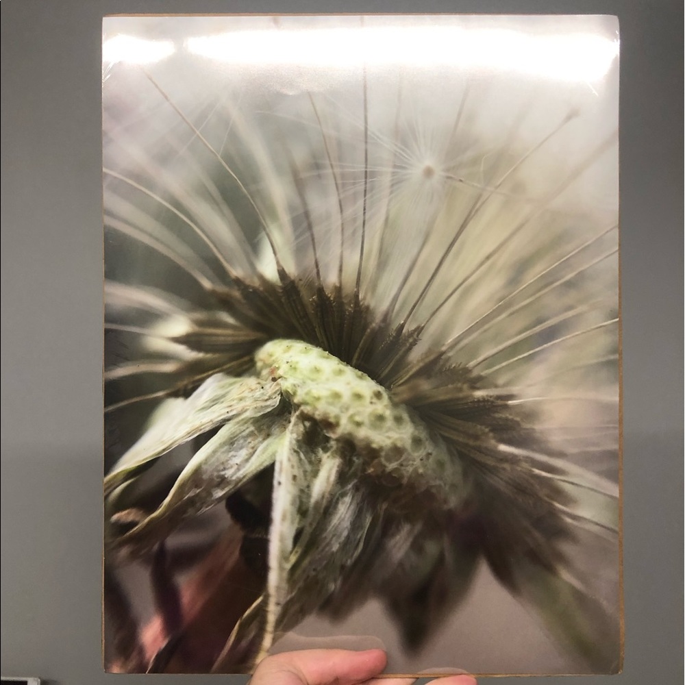 Dandelion macro photo: award winning, 11x14 print